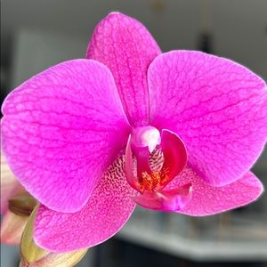 Meet your Posher, Ann